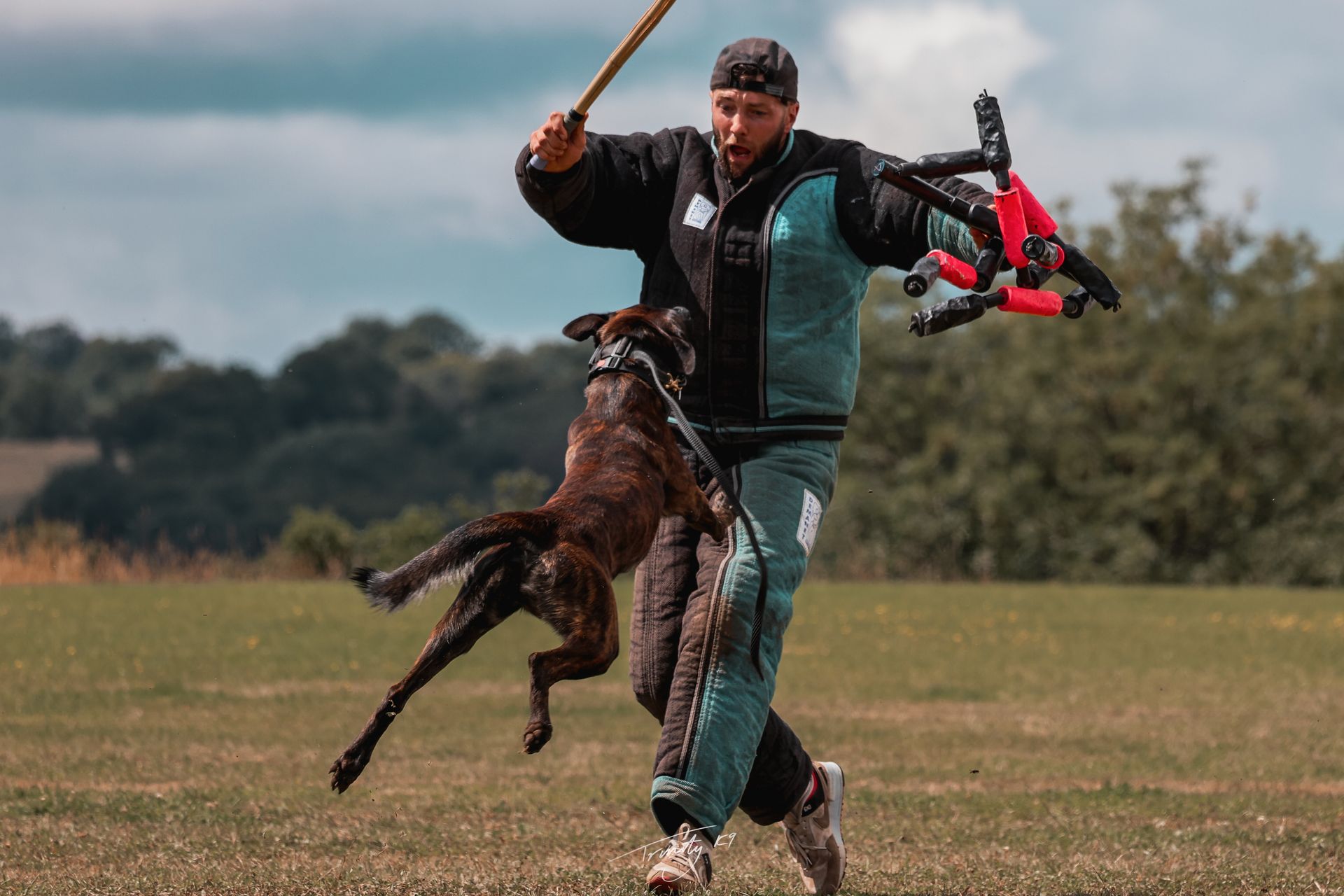 A dog launching towards a decoy in a full bite suit during protection-sport training